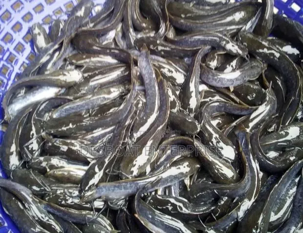 Catfish Juveniles · Photo 1