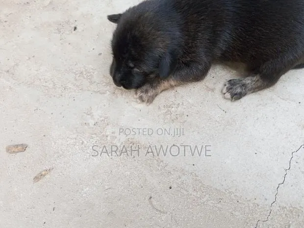 1-3 months Female Purebred Mongrel (No Breed) · Photo 1
