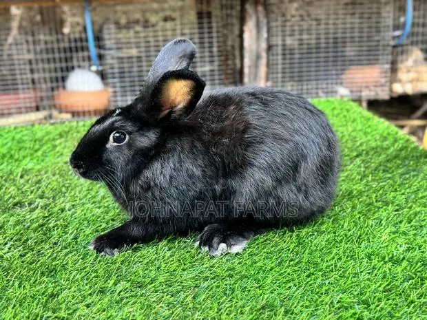 Mature Does Rabbits for Breeding · Photo 1