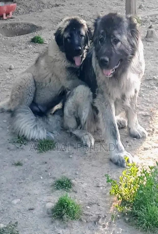 1-3 months Female Purebred Caucasian Shepherd · Photo 1
