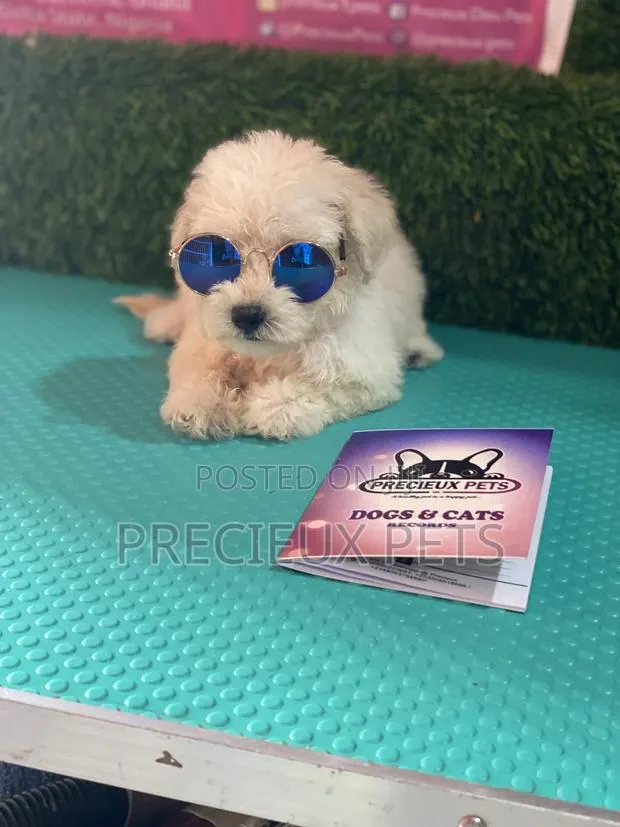 1-3 months Female Purebred Poodle · Photo 1