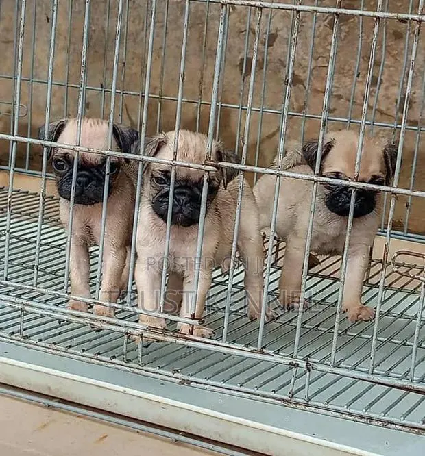 1-3 months Male Purebred Pug · Photo 1