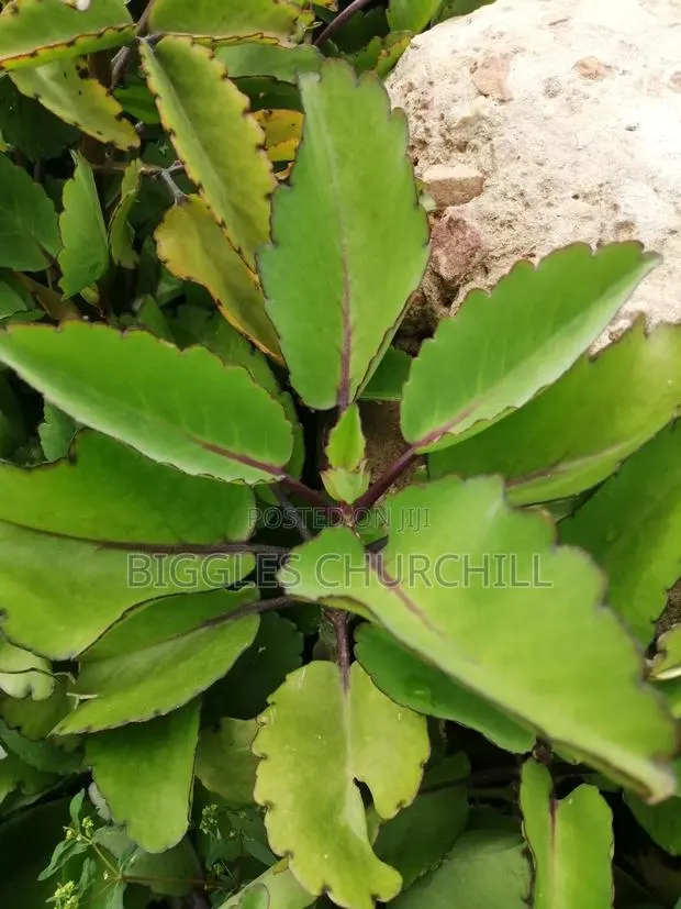 Miracle Leaf Taameawu – Ultimate Health Inner Spirit Herbs · Photo 1