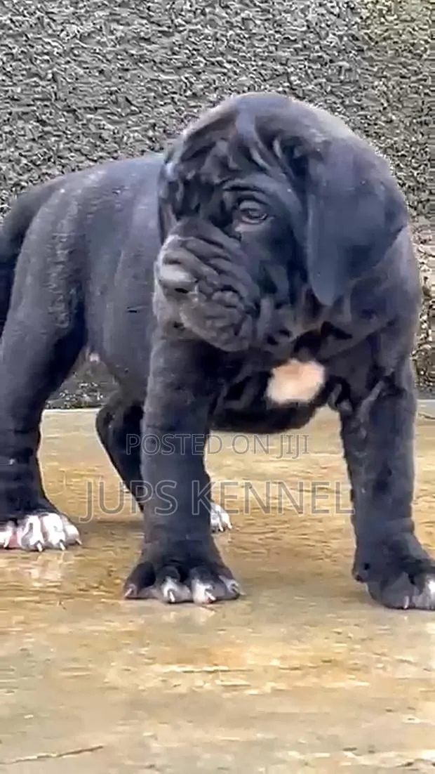 1-3 months Female Purebred Cane Corso · Photo 2