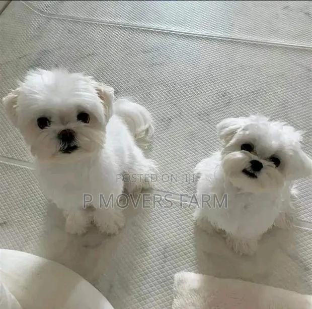 1-3 months Male Purebred Poodle · Photo 1