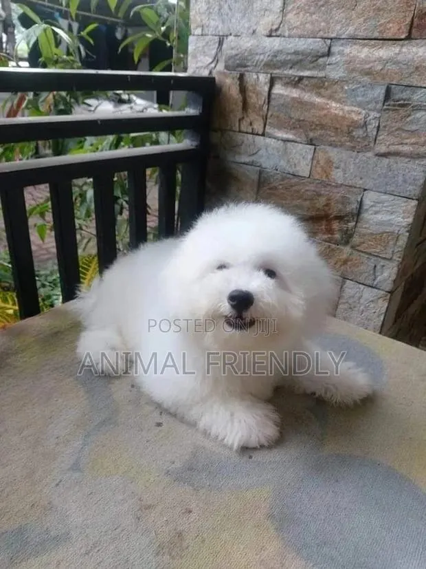1-3 months Male Purebred Bichon Frise · Photo 1