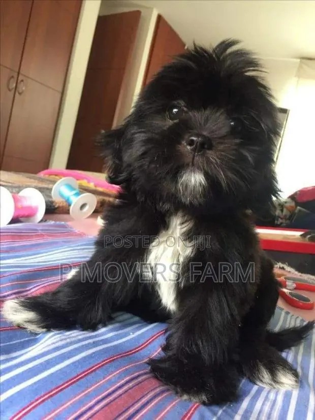 1-3 months Male Purebred Poodle · Photo 1