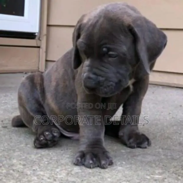 1-3 months Male Purebred Boerboel · Photo 1