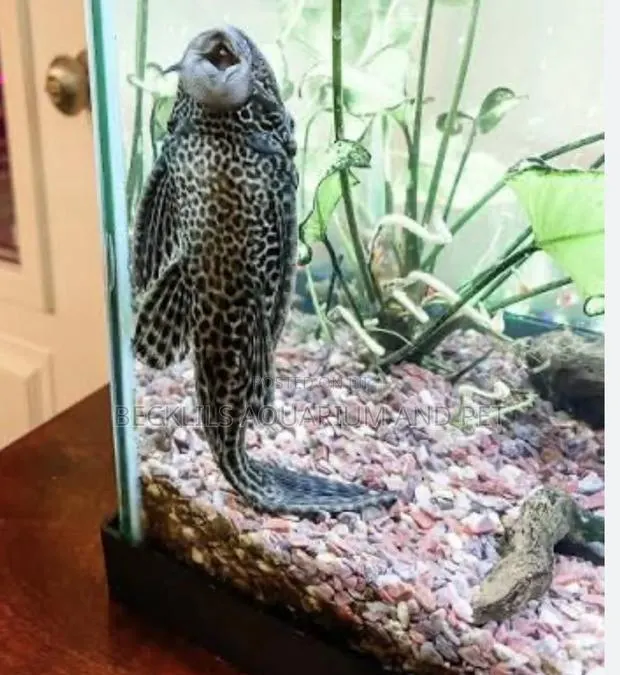 Pleco Tank Cleaner Fish · Photo 1
