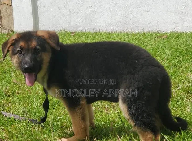 1-3 months Male Purebred German Shepherd · Photo 1