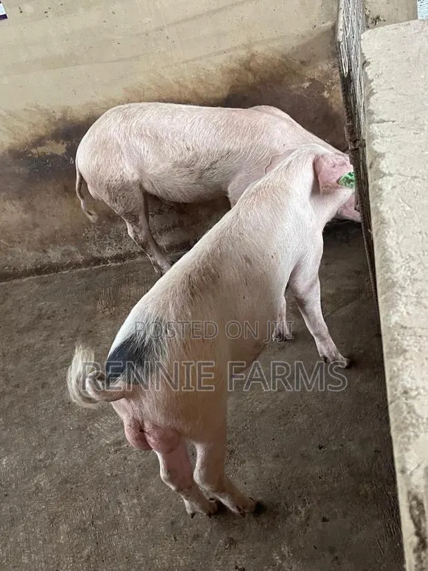 Pigs for Sale · Photo 1