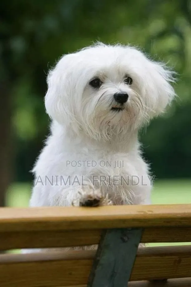 1-3 months Male Purebred Poodle · Photo 1