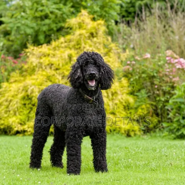 3-6 months Female Purebred Poodle · Photo 1