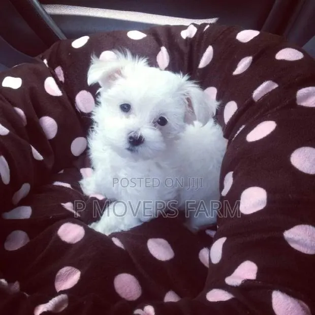 1-3 months Male Purebred Poodle · Photo 1