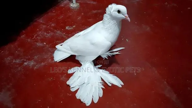 Indian Loton Pigeons · Photo 1