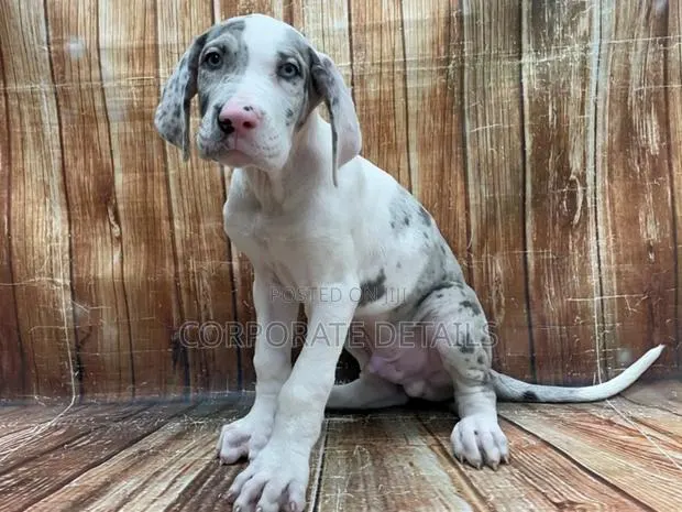 1-3 months Male Purebred Great Dane · Photo 1
