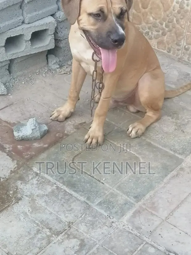 3-6 months Male Purebred Boerboel · Photo 1