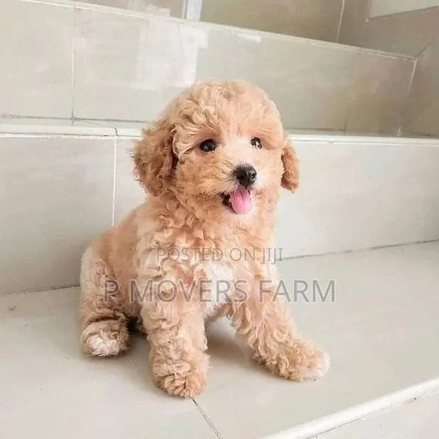 1-3 months Male Purebred Poodle · Photo 1