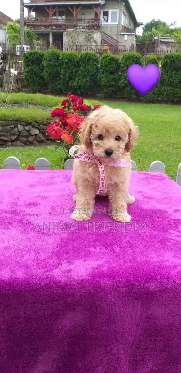 1-3 months Male Purebred Lhasa Apso · Photo 1
