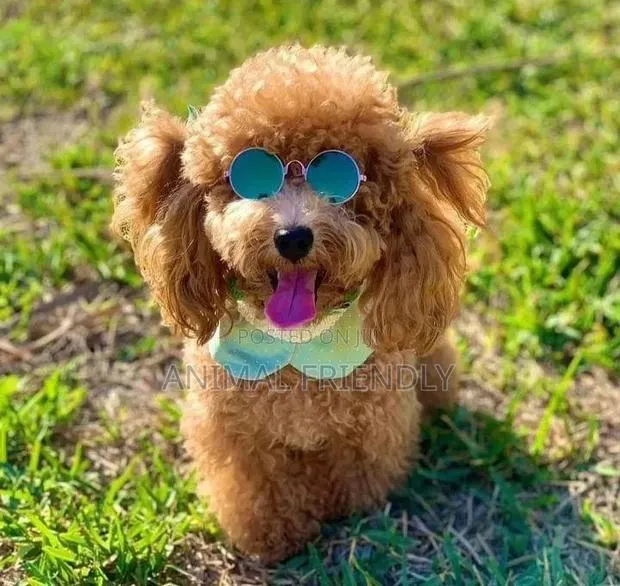 1-3 months Female Purebred Poodle · Photo 1