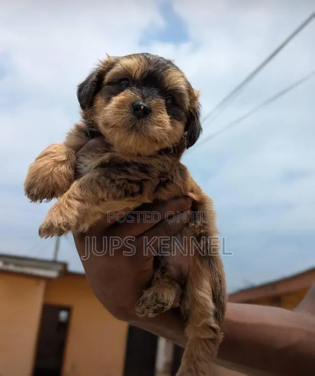 1-3 months Male Purebred Poodle · Photo 1