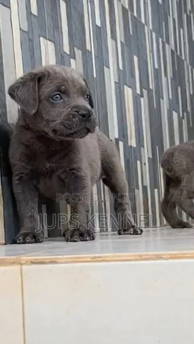 1-3 months Female Purebred Cane Corso · Photo 1