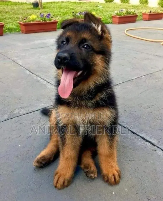 1-3 months Male Purebred German Shepherd · Photo 1