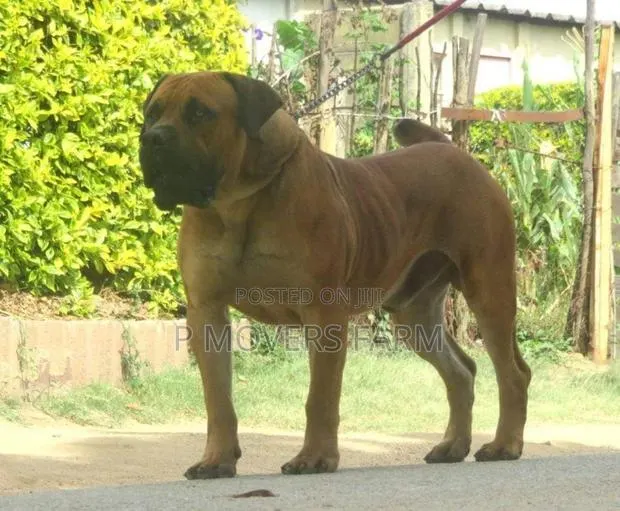 1-3 months Male Purebred Boerboel · Photo 1