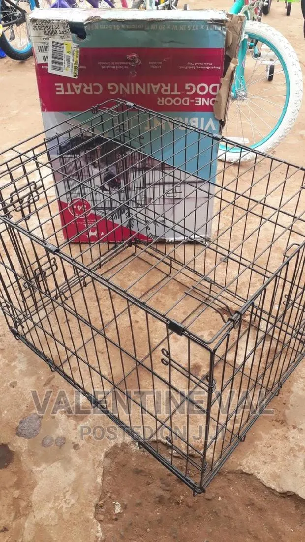 6-12 Months Male Mixed Breed Dog · Photo 1