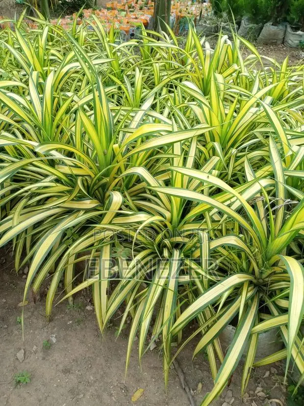 Pandanus Flower · Photo 1