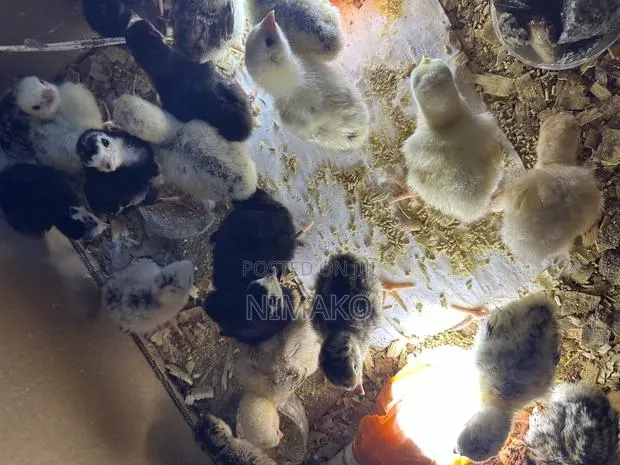 Turkey Poults (Day Old) for Sale Ghc60. · Photo 1
