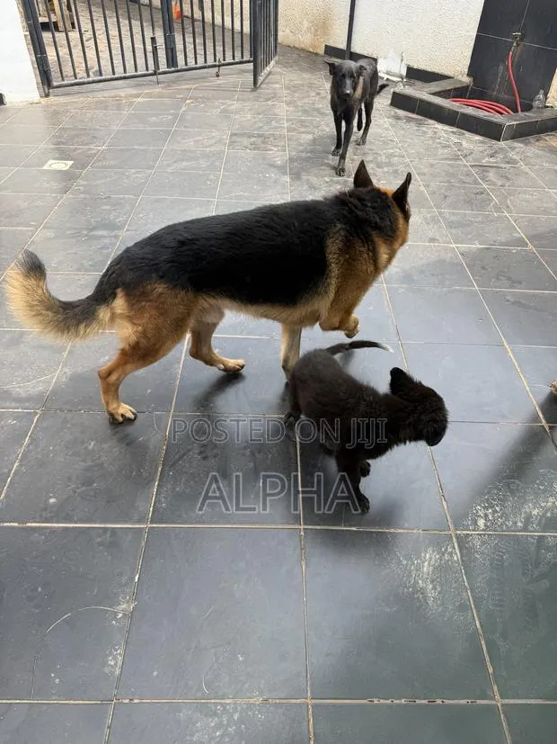 3-6 months Male Purebred German Shepherd · Photo 1