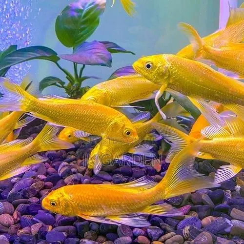 Dragon and Phoenix Koi