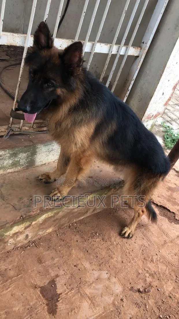 1+ year Male Purebred German Shepherd · Photo 1