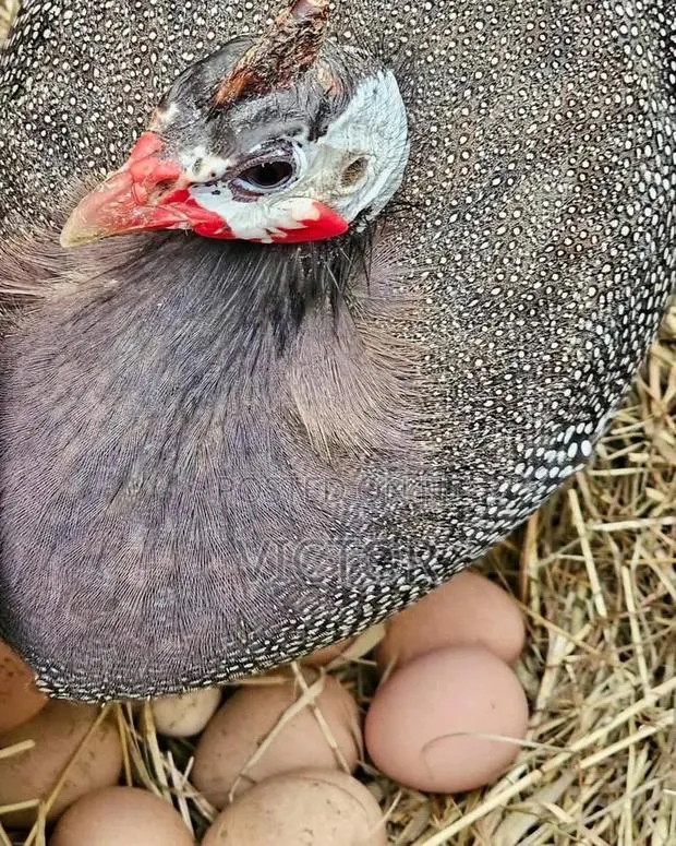 Healthy Guinea Fowl · Photo 1