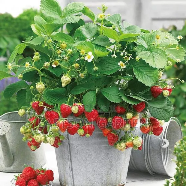 Exotic Grapes and Strawberry Seedlings · Photo 2