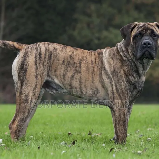 1+ year Male Purebred Boerboel · Photo 1