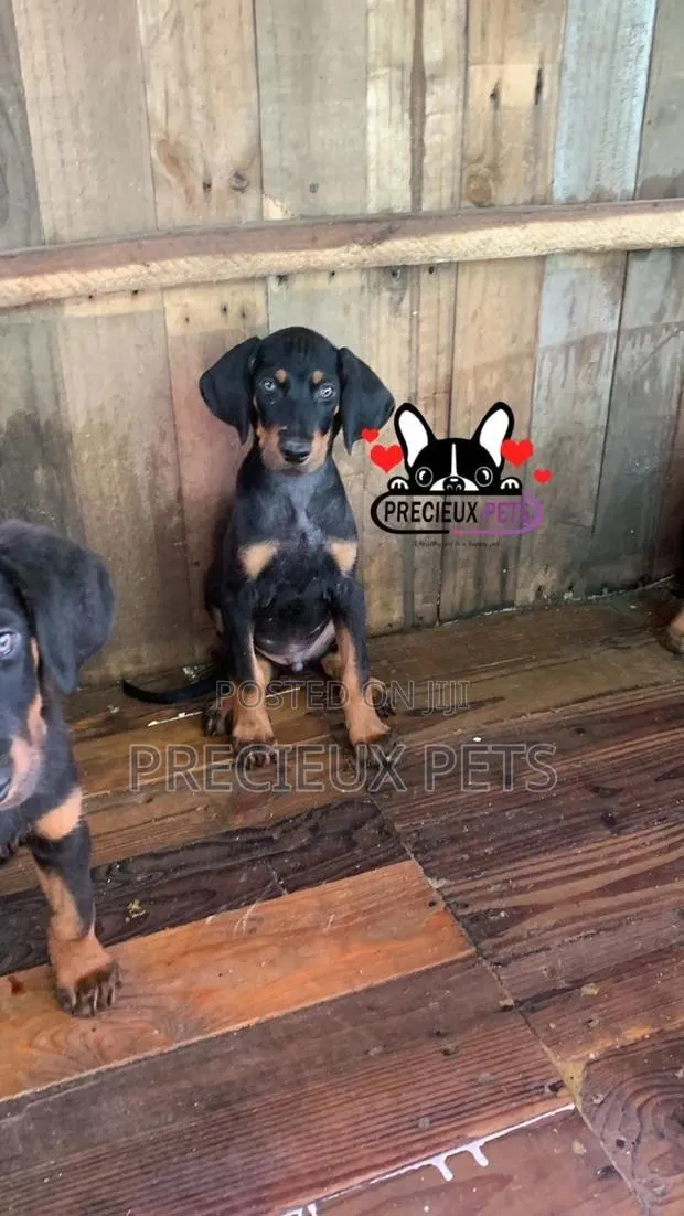 1-3 months Female Purebred Doberman Pinscher · Photo 1