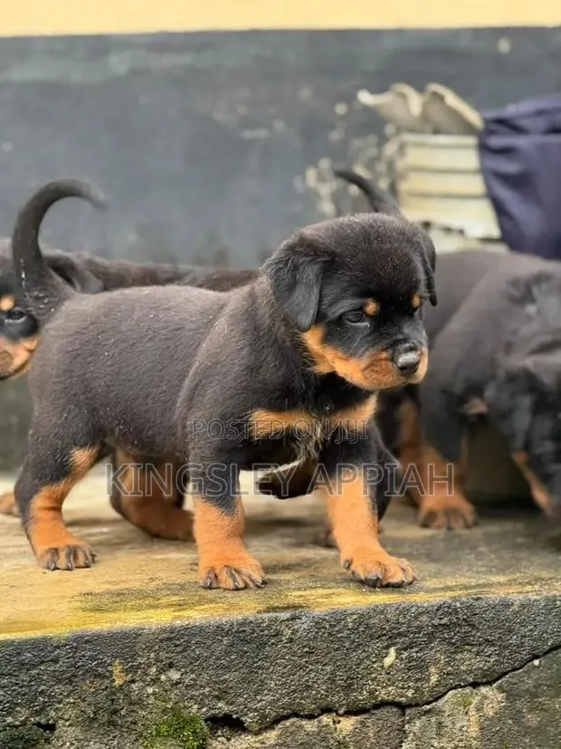1-3 months Male Purebred Rottweiler · Photo 1