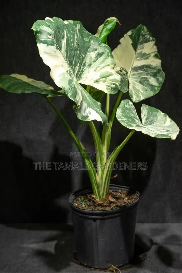 Variegated Alocacia Macrorrhiza – Stunning Ornamental Indoor Plant · Photo 1