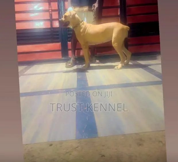 6-12 months Female Purebred Boerboel · Photo 1