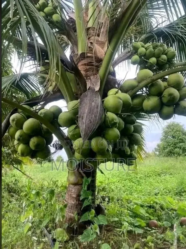 Hybrid Coconut Seedlings Yellow and Green · Photo 1