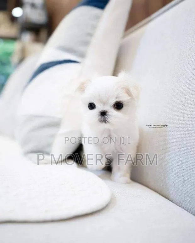 1-3 months Male Purebred Poodle · Photo 1