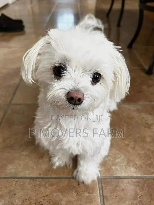 1-3 months Male Purebred Maltese · Photo 1