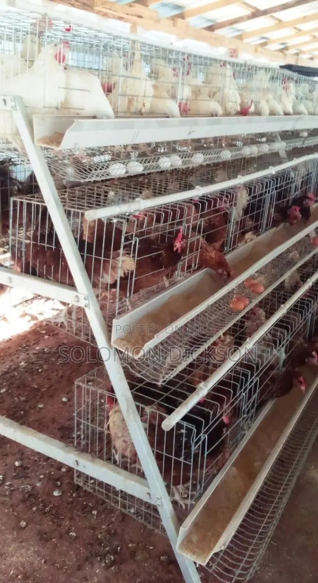Battery Cage for Layers · Photo 1