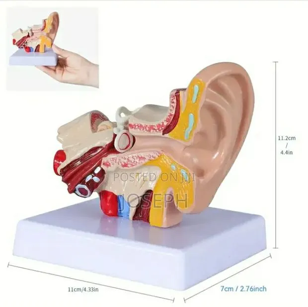 Human Ear Anatomy · Photo 3