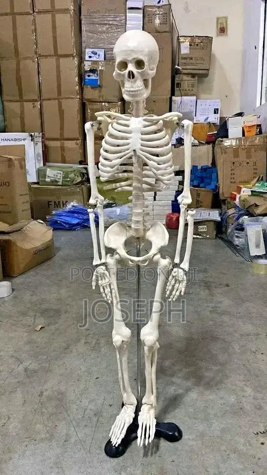 Skeleton for Laboratory Study · Photo 2