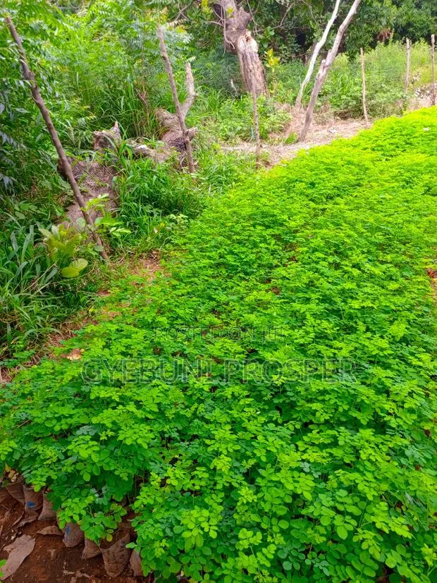 Moringa Seedlings · Photo 1