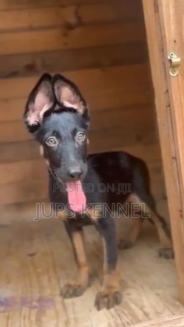 1-3 months Male Purebred German Shepherd · Photo 1