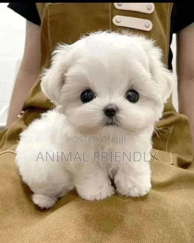 1-3 months Male Purebred Poodle · Photo 1